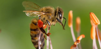 Bisamhällen gagnas av svamparnas antivirala egenskaper. Foto: AdobeStock.com