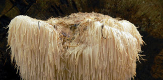 Igelkottsvamp (Hericium erinaceus) på engelska Lions mane har neurogenerativa egenskaper. Foto: Lebrac. Licens: CC BY-SA 3.0, Wikimedia Commons